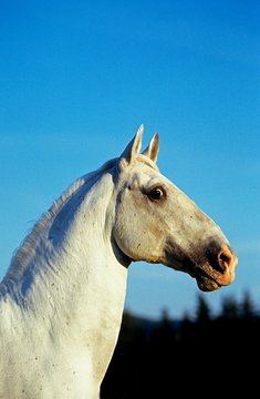 Lipizzan Horse, Portrait against Blue Sky