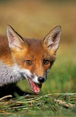 Red Fox, vulpes vulpes, Portrait of Adult calling, Normandy