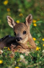 Roe Deer, capreolus capreolus, Fawn laying on Flowers, Normandy
