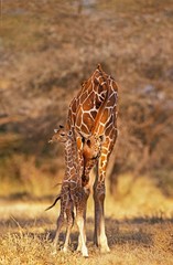 Reticulated Giraffe, giraffa camelopardalis reticulata, Mother licking Calf, Samburu park in Kenya © slowmotiongli
