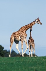 Rothschild's Giraffe, giraffa camelopardalis rothschildi