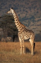 Naklejka na ściany i meble Masai Giraffe, giraffa camelopardalis tippelskirchi, Adult in Savanna, Masai Mara Park in Kenya