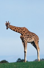 Rothschild's Giraffe, giraffa camelopardalis rothschildi