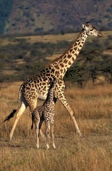 Masai Giraffe, giraffa camelopardalis tippelskirchi, Mother with Calf in Savanna, Masai Mara Park in Kenya