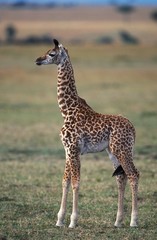 Masai Giraffe, giraffa camelopardalis tippelskirchi, Calf in Savanna, Masai Mara Park in Kenya