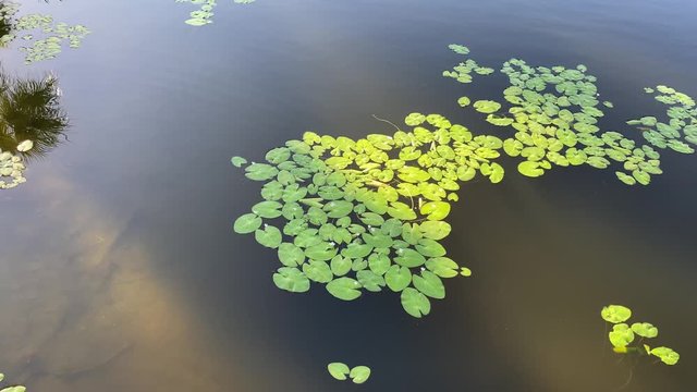 Lilli pads on a lake in the morning light in naples florida 