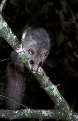 Edible Dormouse, glis glis, Adult standing on Branch