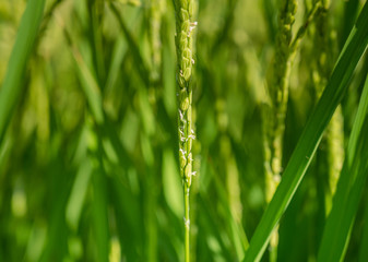 稲の花から米になるところ