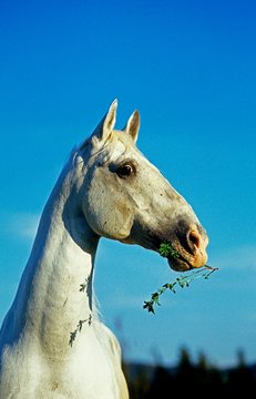 Lipizzan Horse, Portrait against Blue Sky