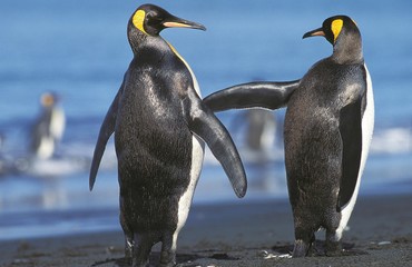 King Penguin, aptenodytes patagonica, Adult standing on Beach, Colony in Salisbury Plain, South Georgia