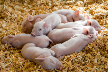 Piglets in Pile
