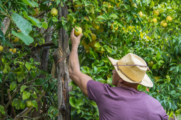 farmer picking lemons from the tree on the farm