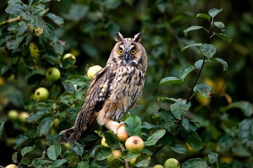 Long-Heared Owl, asio otus, Adult standing in Apple Tree, Normandy