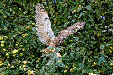 Long-Heared Owl, asio otus, Adult landing on Apple Tree, Normandy