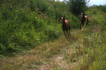 horses running across a rural field