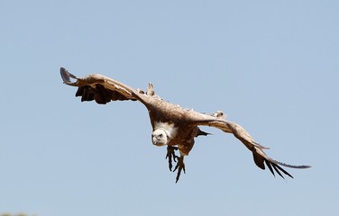 Fototapeta na wymiar Eurasian Griffon Vulture, gyps fulvus, Adult in Flight