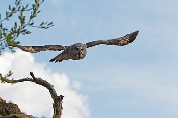Great Grey Owl, strix nebulosa, Adult in Flight
