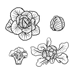 Outline hand drawn set of Cabbages