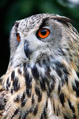 European Eagle Owl, asio otus, Portrait of Adult