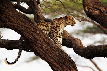 Leopard, panthera pardus, Adult lperched in Tree, Masai Mara Park in Kenya