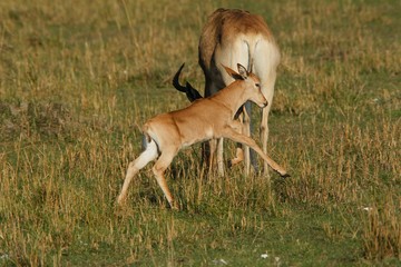 Hartebeest, alcelaphus buselaphus, Mother with Calf, Masai Mara Park in Kenya