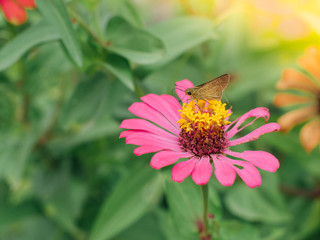 Portrait of Brown butterflies are sucking nectar from pink zinnia flowers blooming during the morning sun with nature background
