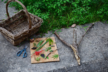 Collection of plants, puerto rican foliage. Leaves, sticks and flowers on wood slab. Natural...