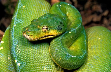 Green Tree Python, morelia viridis
