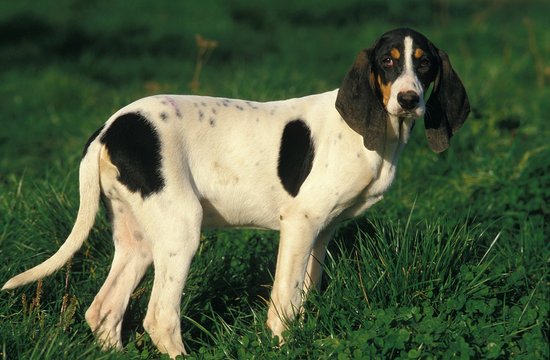 Ariegeois Hound, Dog standing on Grass