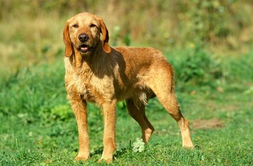 Fawn Brittany Griffon or Griffon Fauve de Bretagne Dog, Male standing on Grass