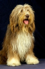 Bearded Collie Dog sitting against black Background