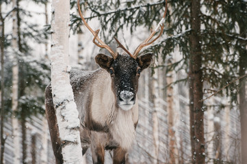 Majestic reindeer in the winter forest