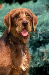Portrait of Pudel Pointer Dog