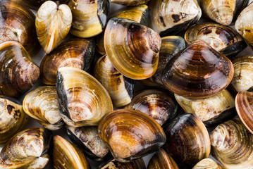 Stacked fresh raw clams on white background