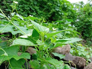 water drops on a green creeper leaf