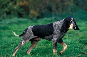 Little Blue Gascony Hound, Male Dog standing on Grass