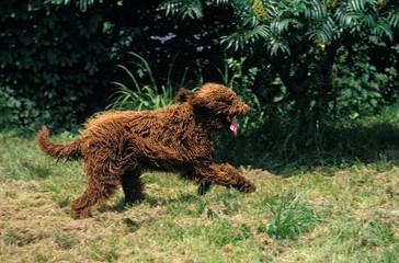 Barbet Dog, French Water Dog