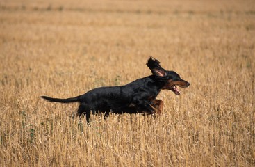 Gordon Setter Dog running through Wheat Field
