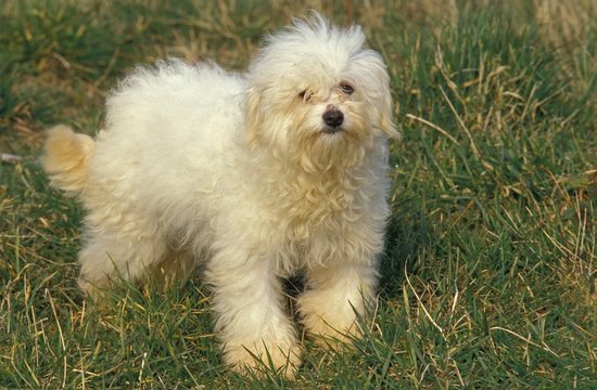 Bolognese Bichon Dog standing on Grass