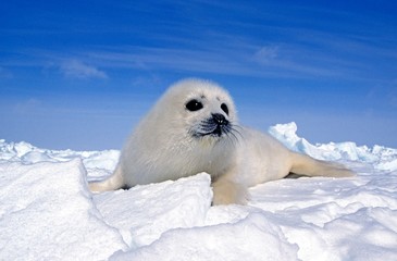 Harp Seal, pagophilus groenlandicus, Pup standng on Icefield, Magdalena Islands in Canada