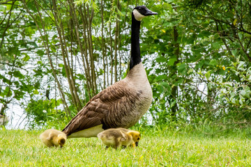 Canada Goose with Goslings, Grazing in Grass