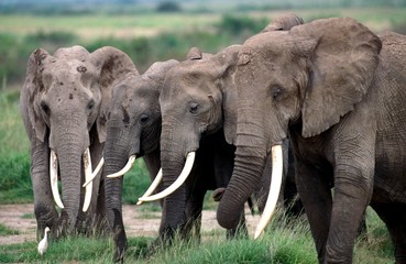 Naklejka na ściany i meble African Elephant, loxodonta africana, Herd walking through Savannah, Kenya