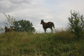 horses running across a rural field