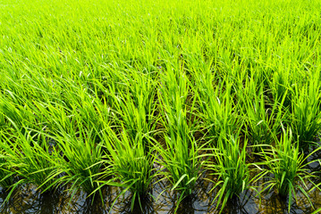 Rice seedlings growing on the farm of Taiwan.