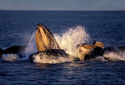 Humpack Whale, megaptera novaeangliae, Group Bubble Net Feeding, Open Mouth to Catch Krill, Alaska
