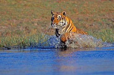 Obraz na płótnie Canvas Bengal Tiger, panthera tigris tigris, Adult running through Water