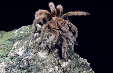 Chilean Rose Haired Tarantula, grammostola gala