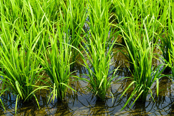 Close-up rice seedlings in the fields