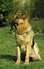 German Shepherd Dog carrying Leash in its Mouth