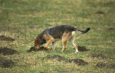 Male Dog Smelling Ground